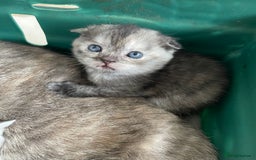 Scottish Fold cats for sale: Pedigree Scottish fold kittens for sale - Image 4