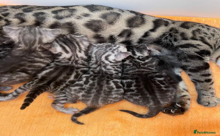 Bengal cats - Advert 8