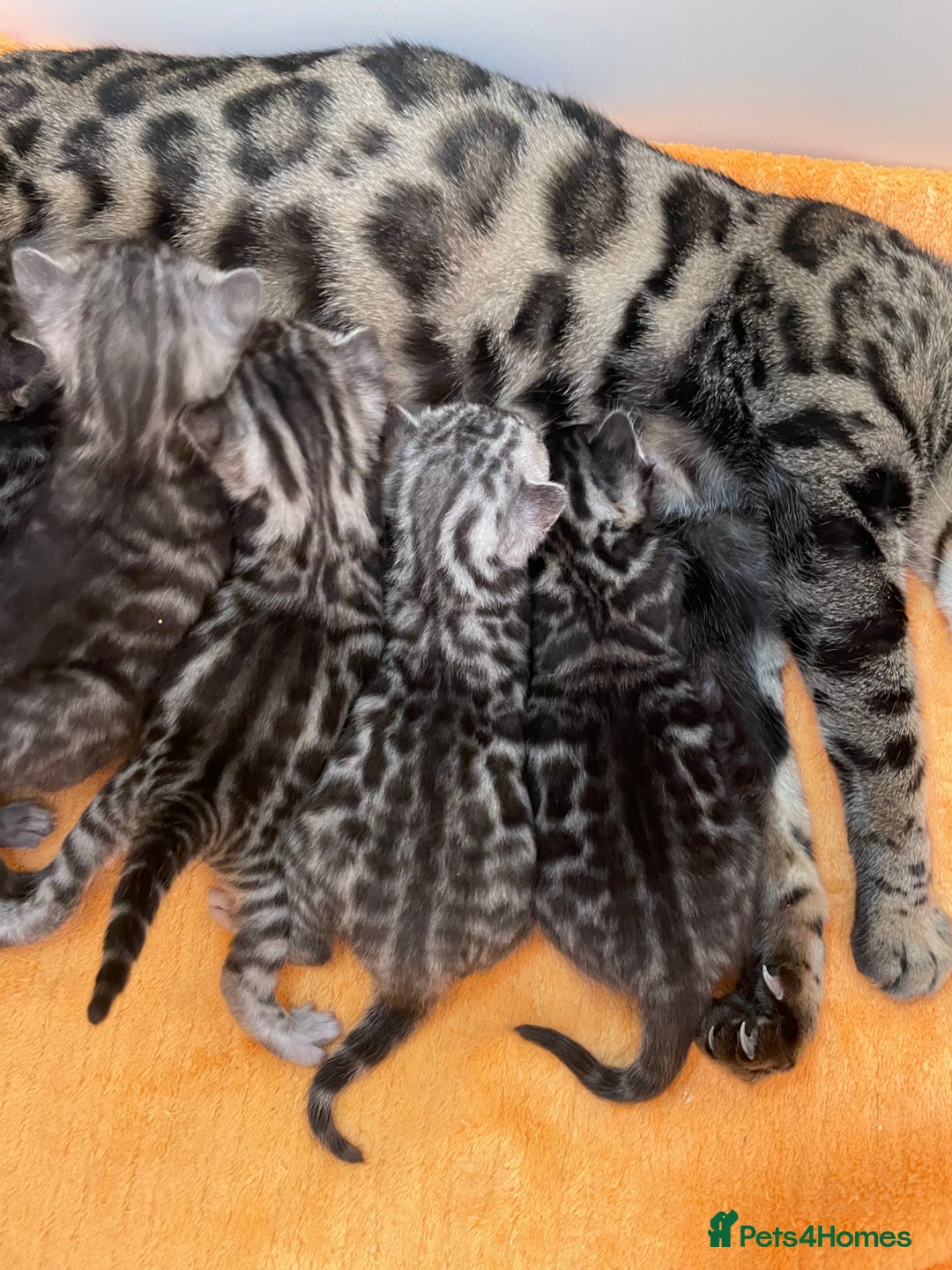 Bengal cats for sale: Stunning Pure Bengals family ❤️ TICA - Image 1