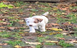 Parson Russell dogs for sale: 1 boy 1 girl parson Russel available - Image 6