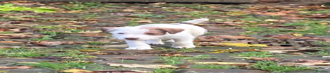 Parson Russell Puppy 1