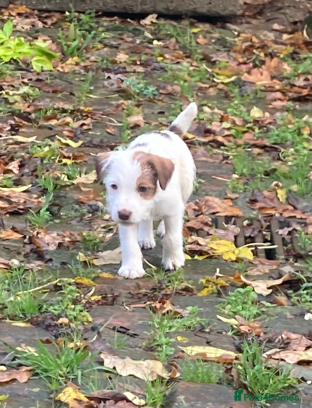 Parson Russell dogs for sale: 1 boy 1 girl parson Russel available - Image 6