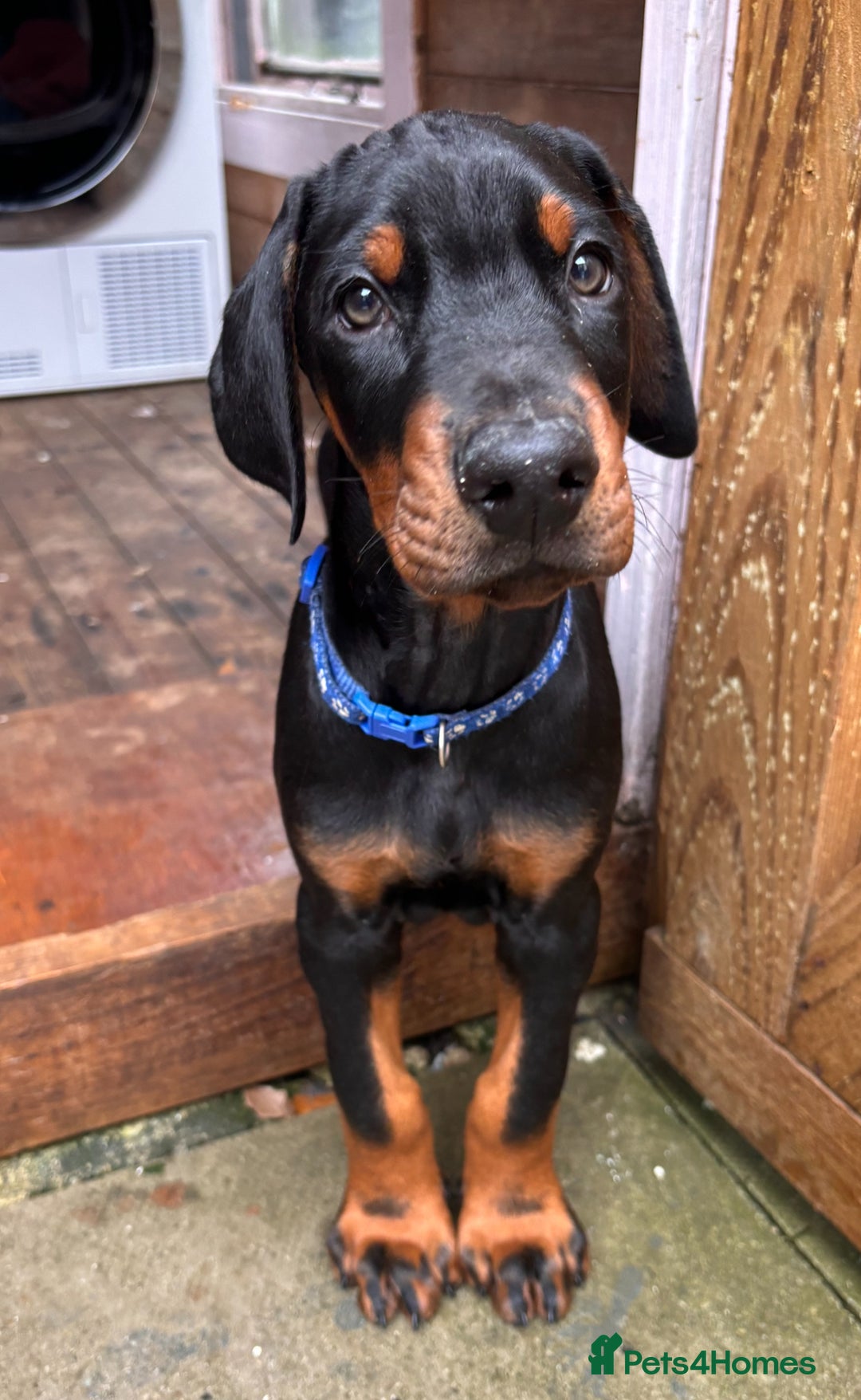 Dobermann dogs for sale: ⭐️ Pregnancy confirmed FULL EUROPEAN DOBERMANN ⭐️ - Image 24