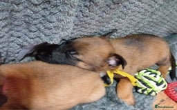 Belgian Shepherd Dog dogs for sale: Belgian malinois puppies for sale  - Image 8