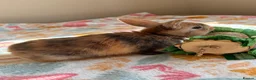 Mixed Breed rabbits for sale: Baby Rabbits for sale - mixed breed in King's Lynn - Advert 9