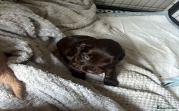 Cocker Spaniel dogs for sale: KC FTCH working cocker spaniel puppy’s  - Image 27