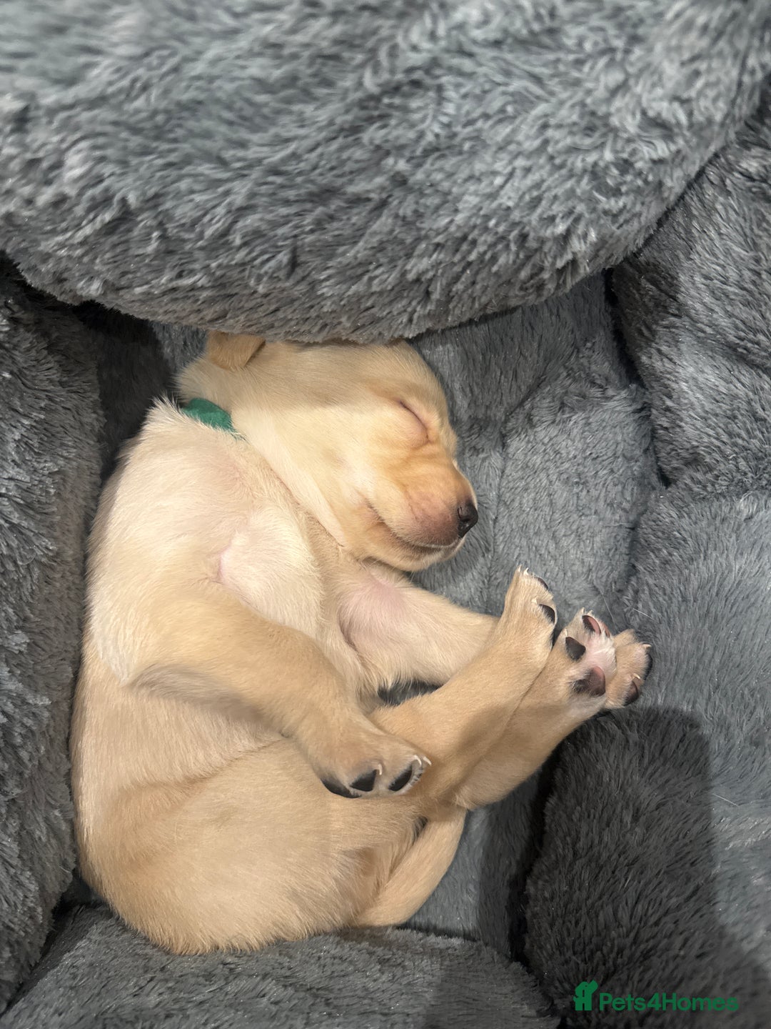 Labrador Retriever dogs for sale: Golden/Red Labrador Puppies - Due Dec 2025 - Advert 10