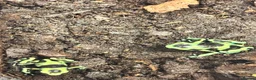 Frog reptiles for sale: Dendrobates Auratus Green and Black - Advert 2