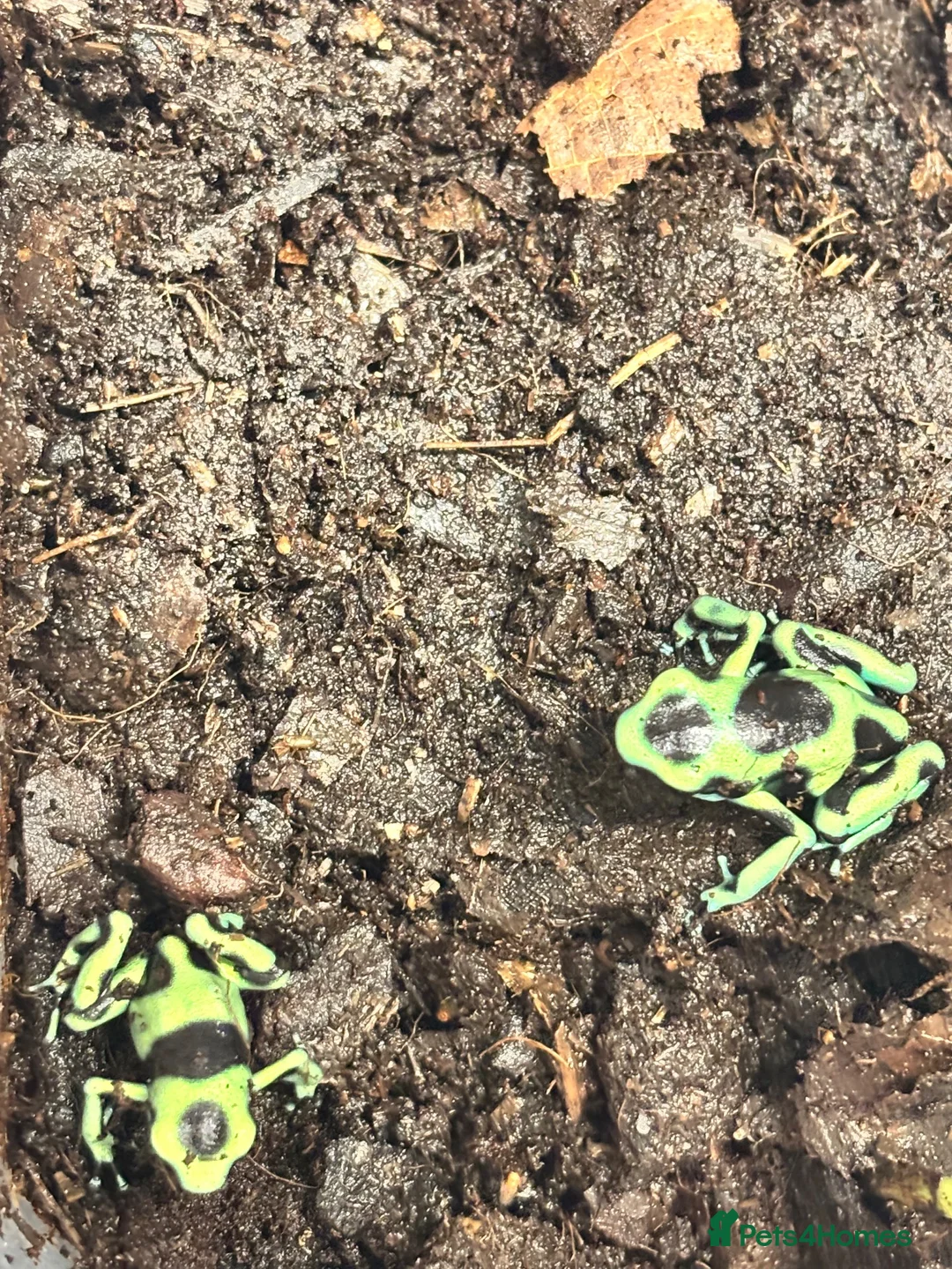 Frog reptiles for sale: Dendrobates Auratus Green and Black - Advert 2
