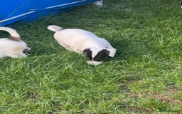 Jack Russell dogs for sale: Jack Russle puppies  - Image 8