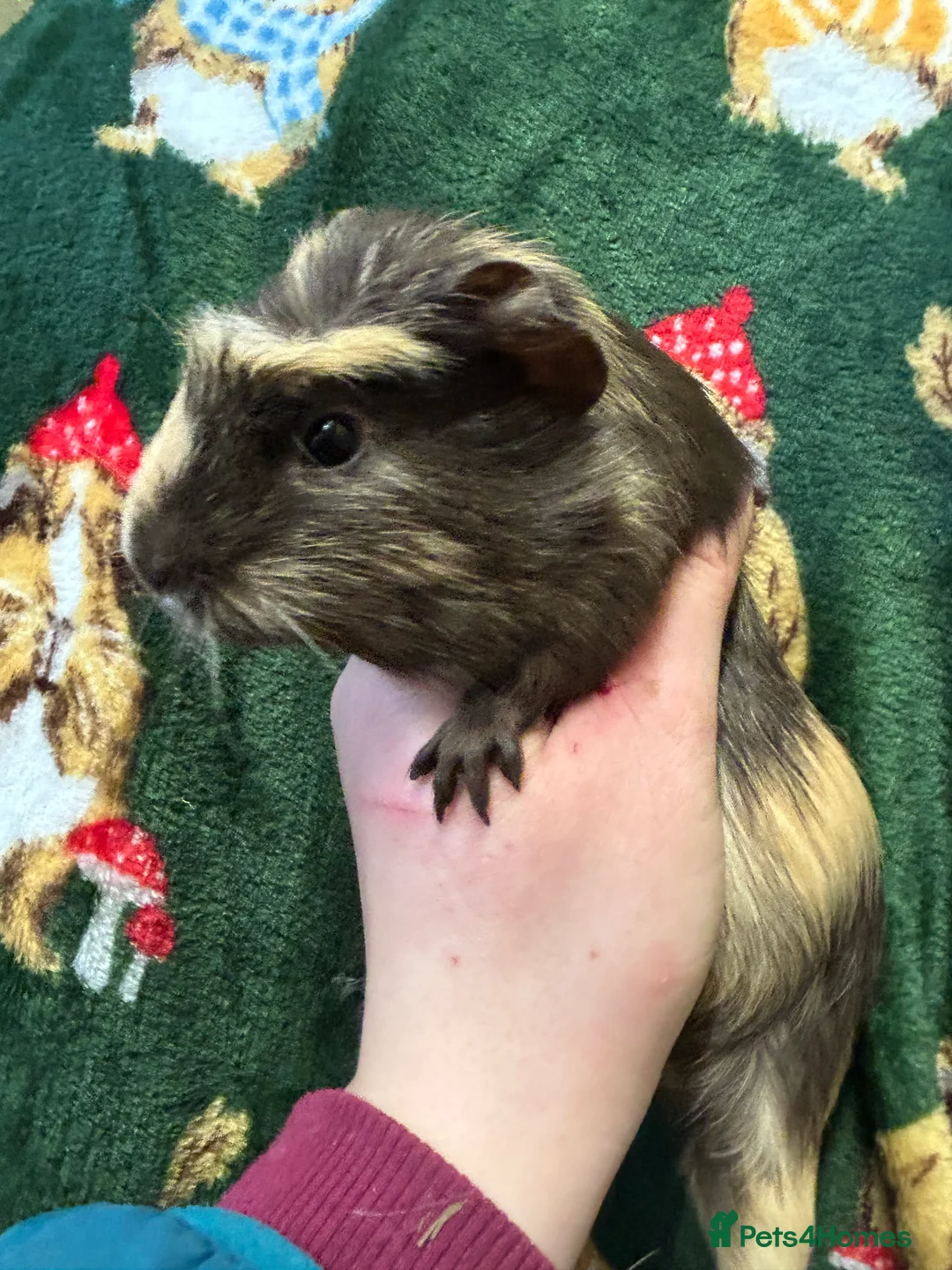 Guinea Pig rodents for sale: Baby female Guineapigs  - Advert 5