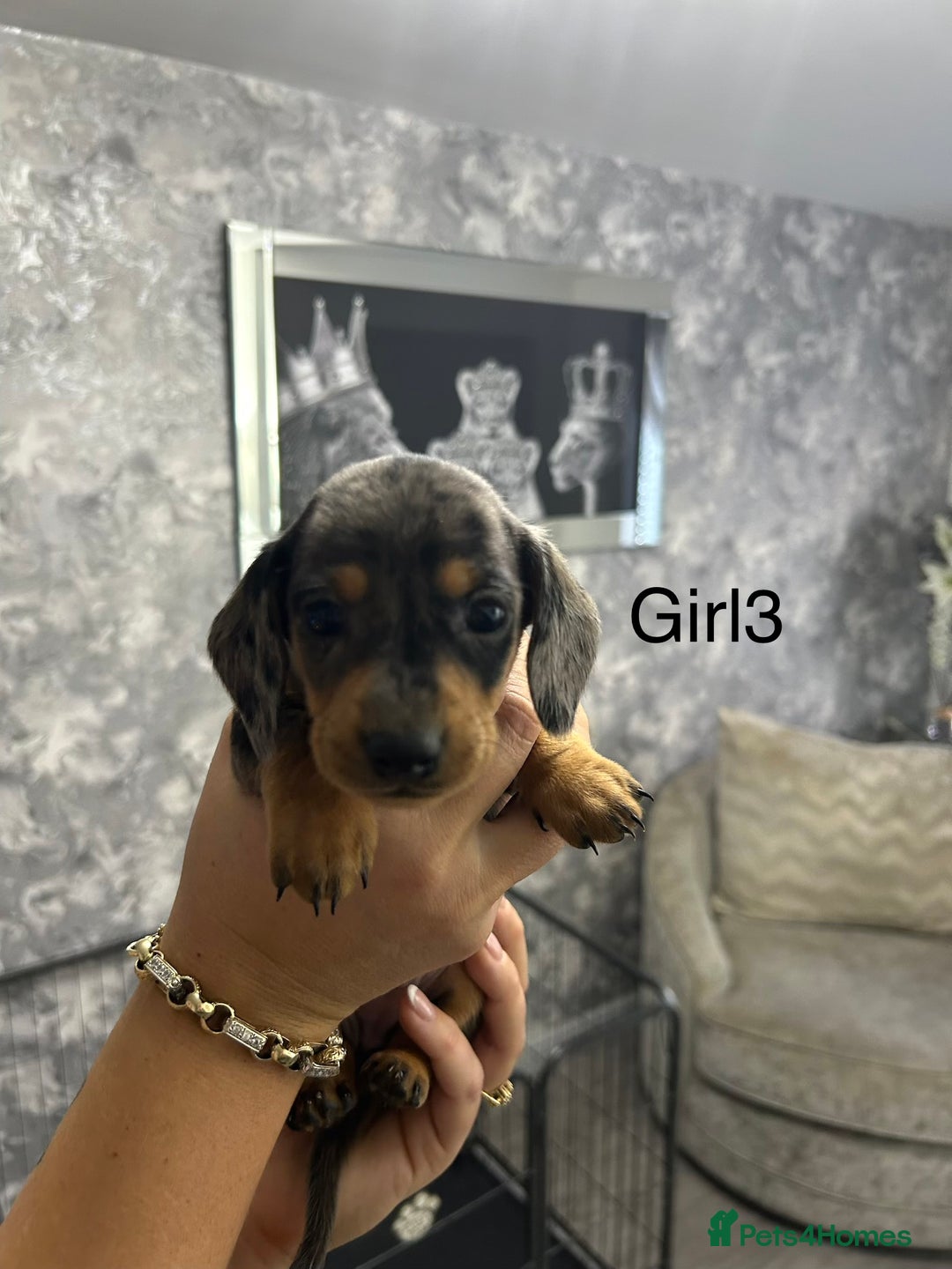 Miniature Dachshund dogs for sale: Miniature dachshund puppies  - Advert 6