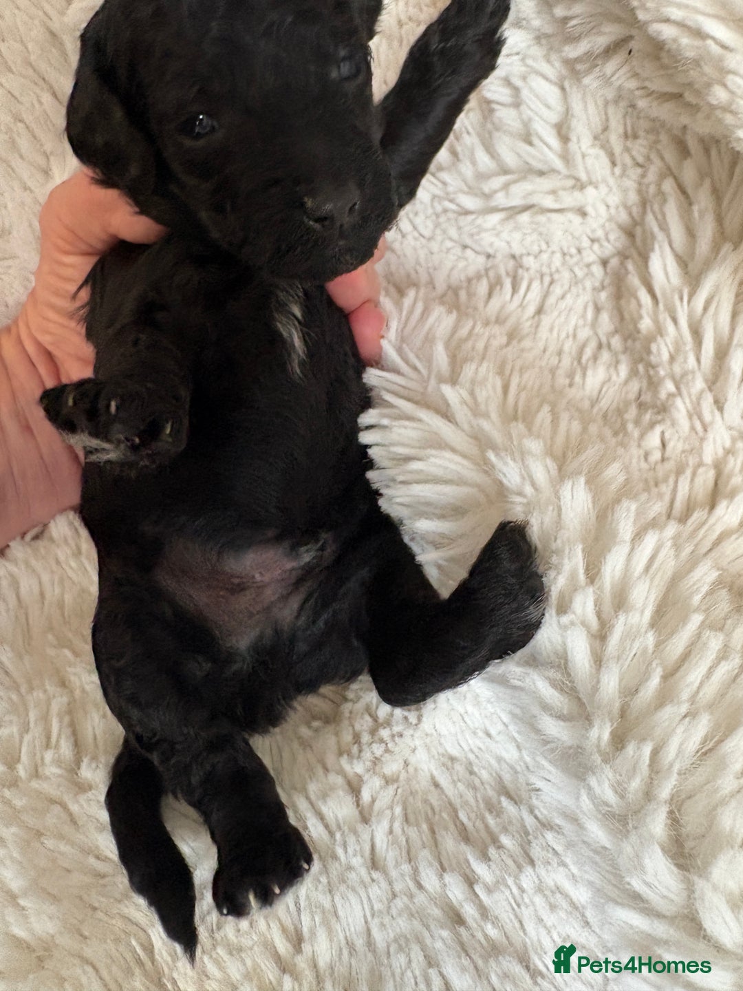 Cavapoo dogs for sale: Beautiful cavapoo puppies from a family home - Advert 36