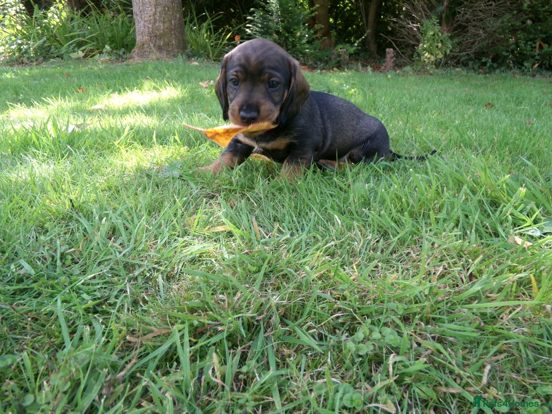 Dachshund dogs for sale: KC Wirehaired Dachshund / Teckel puppies  - Image 3