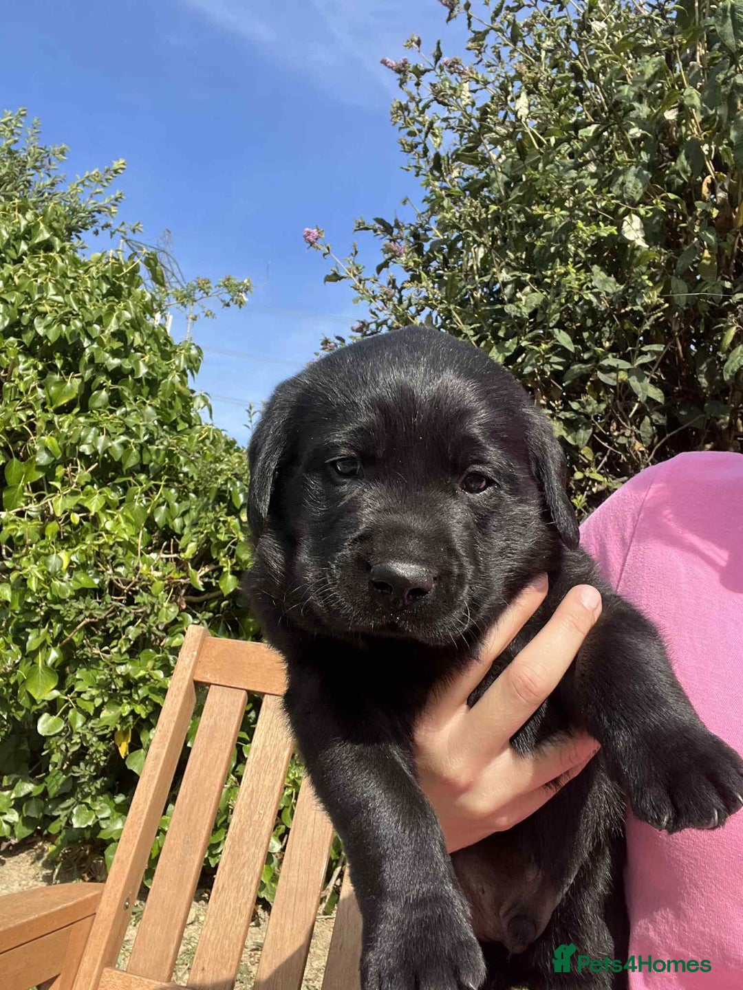 Labrador Retriever dogs for sale: KC register Dog puppy  - Image 1