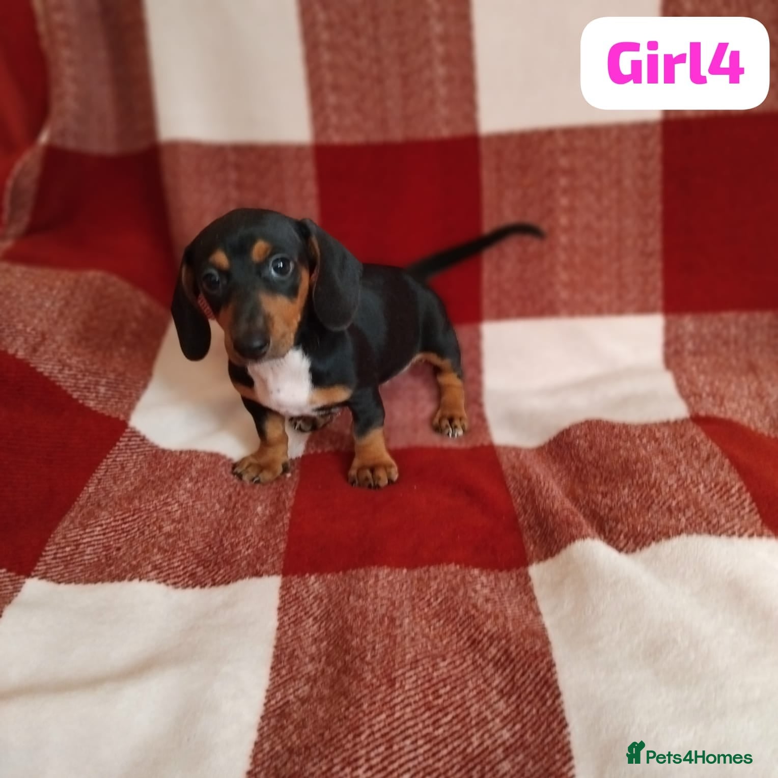 Dachshund dogs pedigree miniature dachshund puppies - Advert 2