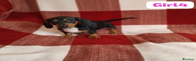 Dachshund 7