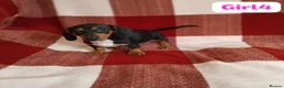 Dachshund dogs for sale: pedigree miniature dachshund puppies - Advert 2