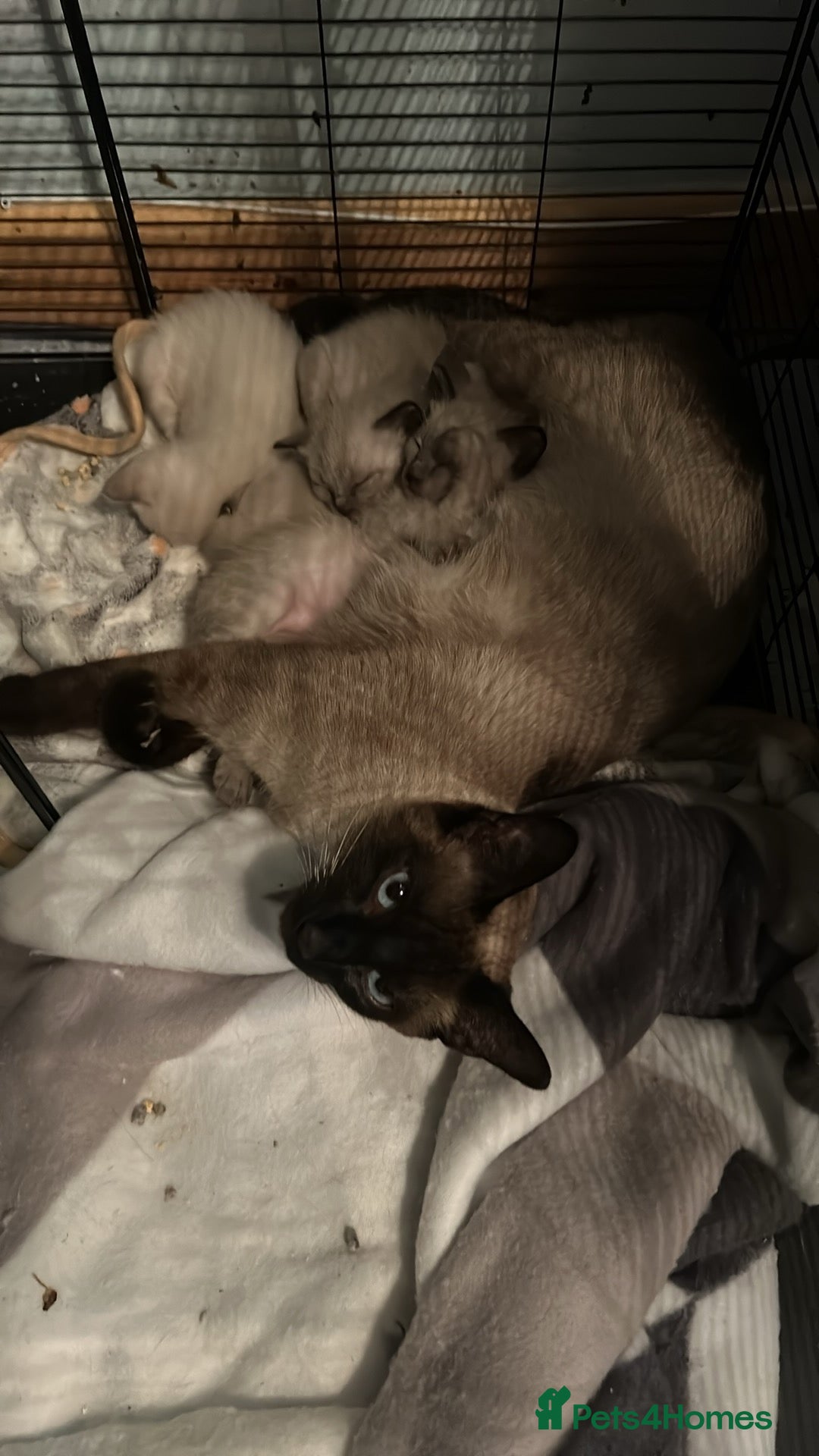 Siamese cats for sale: Traditional Siamese kittens  - Image 13