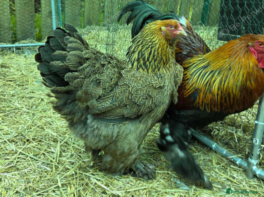 Chickens poultry for sale: Pure Breed Brahma & Bresse Chicken Chicks - Image 2