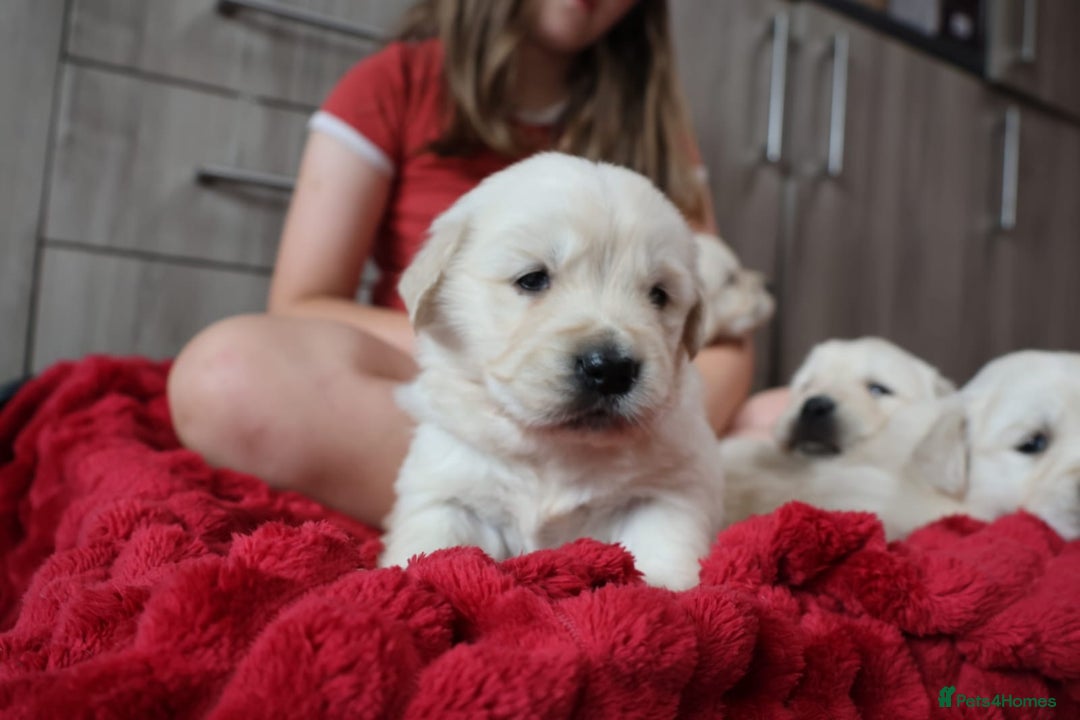 Golden Retriever dogs for sale: Extensively Health tested parents.Snowwhite Chunks - Image 4