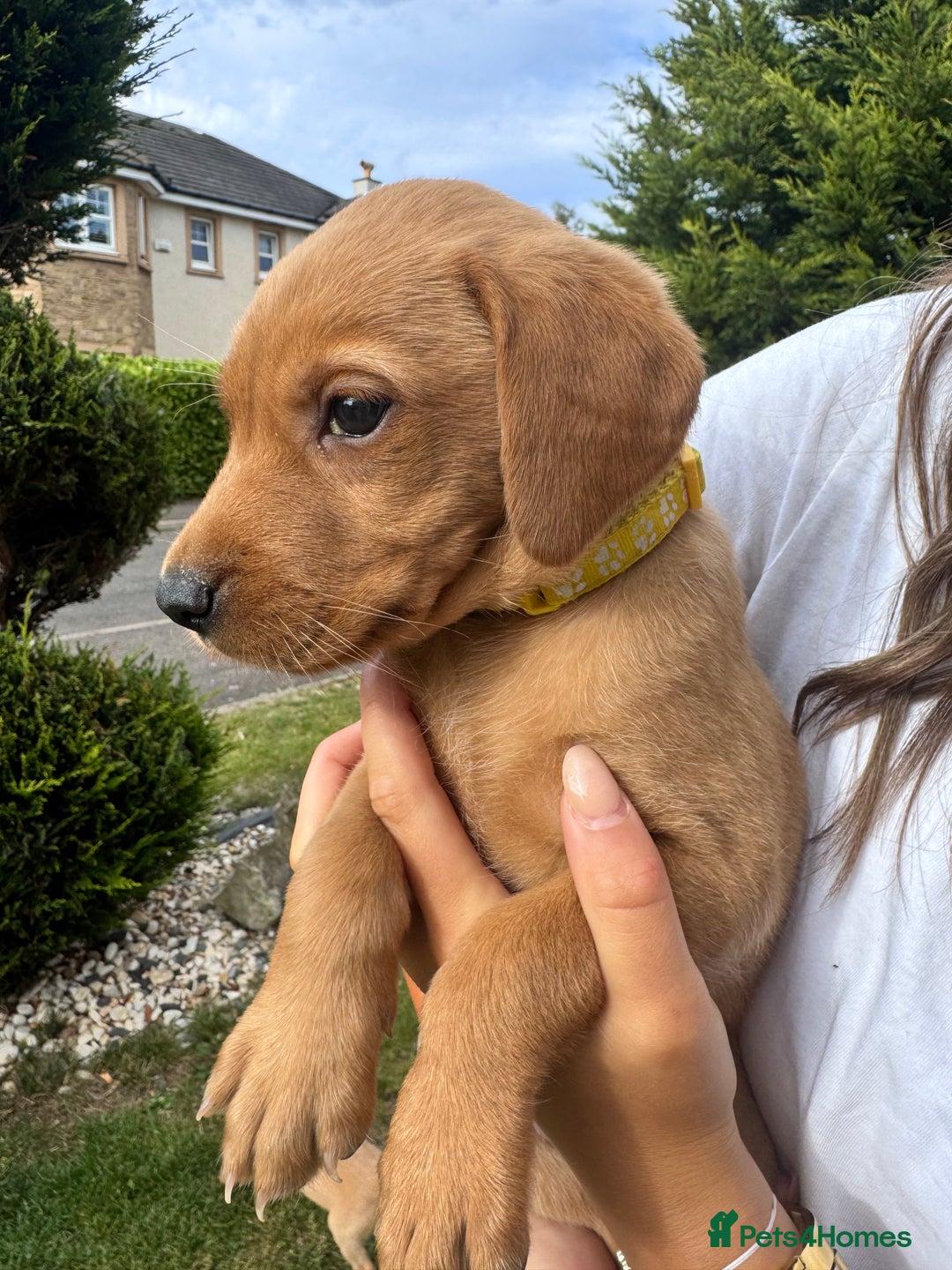 Labrador Retriever dogs for sale: Fox Red Labrador Puppies  - Image 13