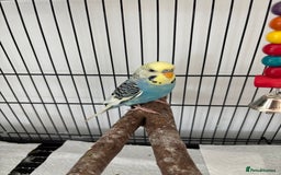 Budgerigars birds for sale: Beautiful Male Young Budgie  - Image 5