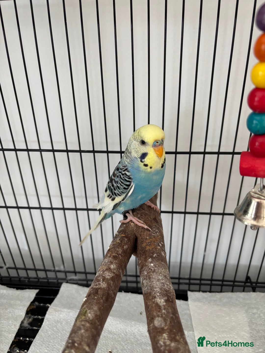 Budgerigars birds for sale: Beautiful Male Young Budgie  - Image 5