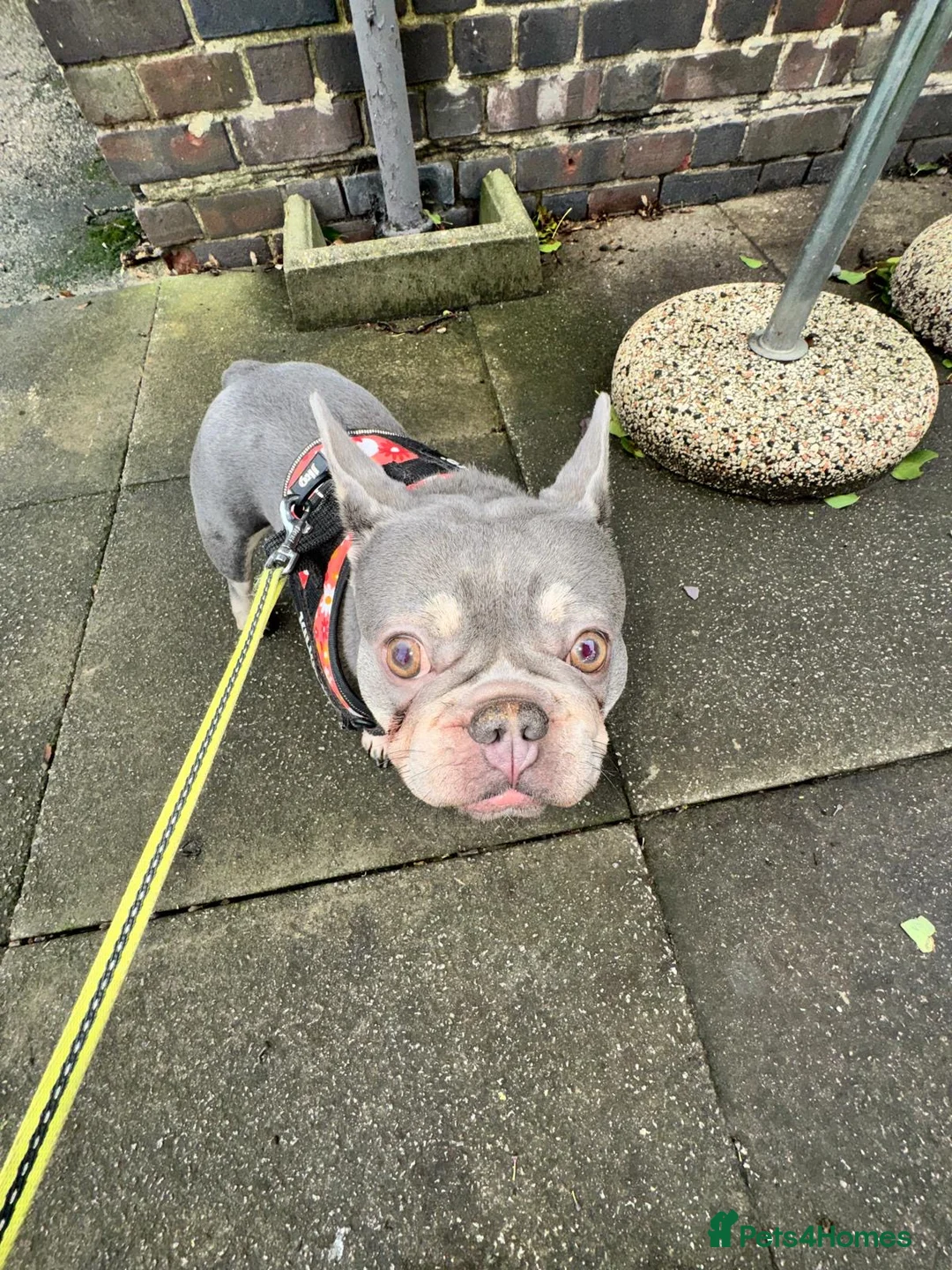 French Bulldog dogs for sale: Coco Female in Buckhurst Hill - Advert 1