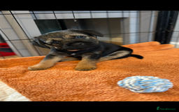 Border Terrier dogs for sale: 6 Beautiful KC Boy Border terrier puppies  - Image 1