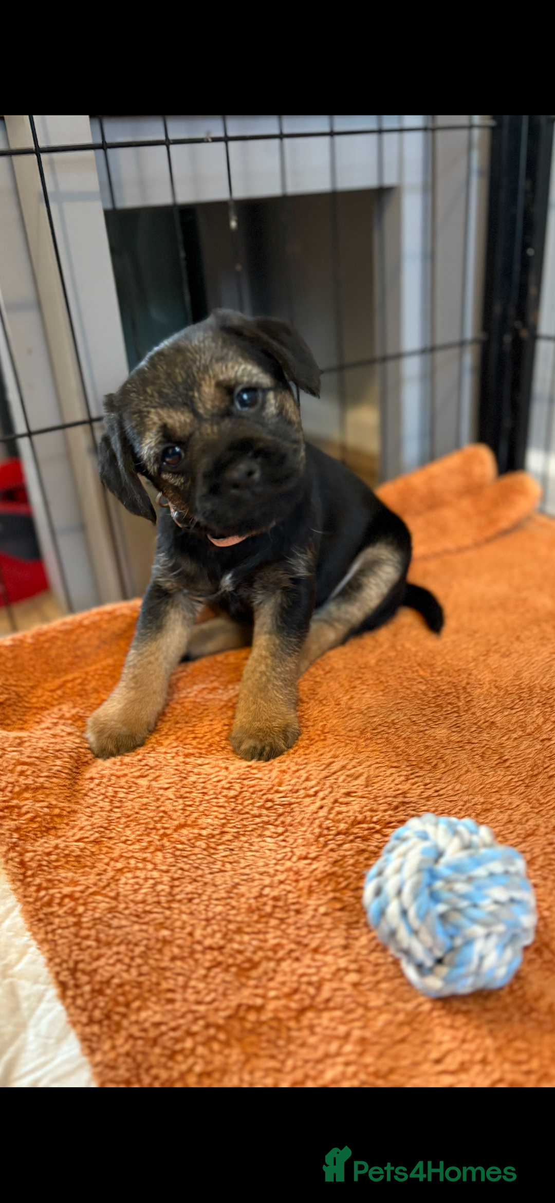 Border Terrier dogs for sale: 6 Beautiful KC Boy Border terrier puppies  - Image 1