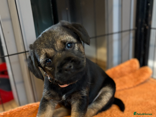 Border Terrier dogs - Advert 2