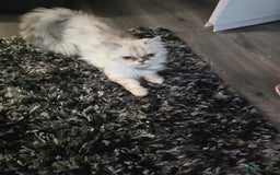 Persian cats for sale: Persian x ragdoll boy - Image 3