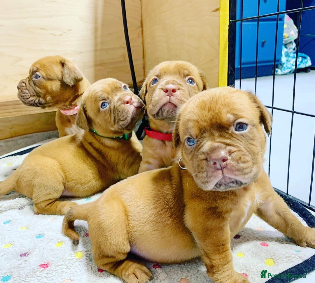 Dogue De Bordeaux dogs for sale: Dogue de Bordeaux puppies now available for sale! - Advert 1