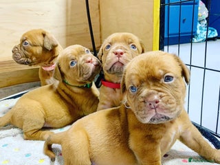 Dogue De Bordeaux dogs Dogue de Bordeaux puppies now available for sale! - Advert 1