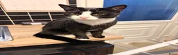 Mixed Breed cats for sale: 2 8-Month-Old Boys Looking for Their Forever Home - Advert 5