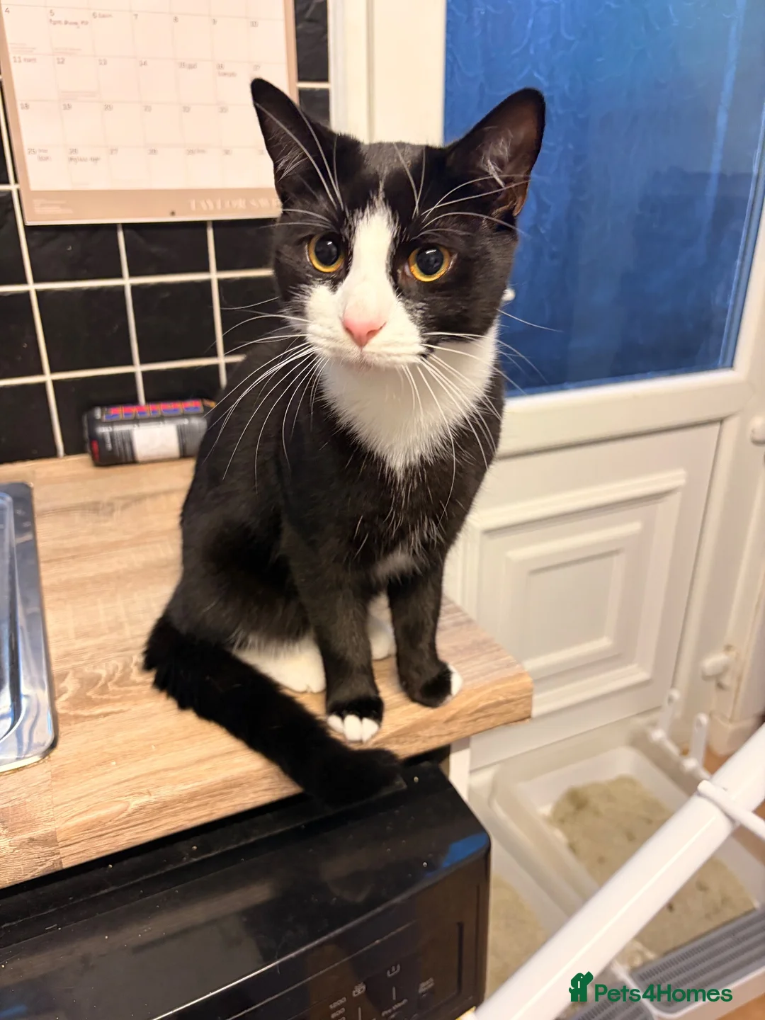 Mixed Breed cats for sale: 2 8-Month-Old Boys Looking for Their Forever Home - Advert 5