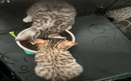 Mixed Breed cats for sale: Two adorable British Shorthair X Bengal Kittens - Image 4