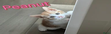 Peanut