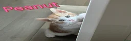 Mixed Breed cats for sale: Gorgeous, playful kittens for sale - Advert 4