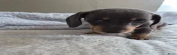 Miniature Dachshund dogs for sale: Miniature Dachshund puppies  in Barnsley - Advert 22
