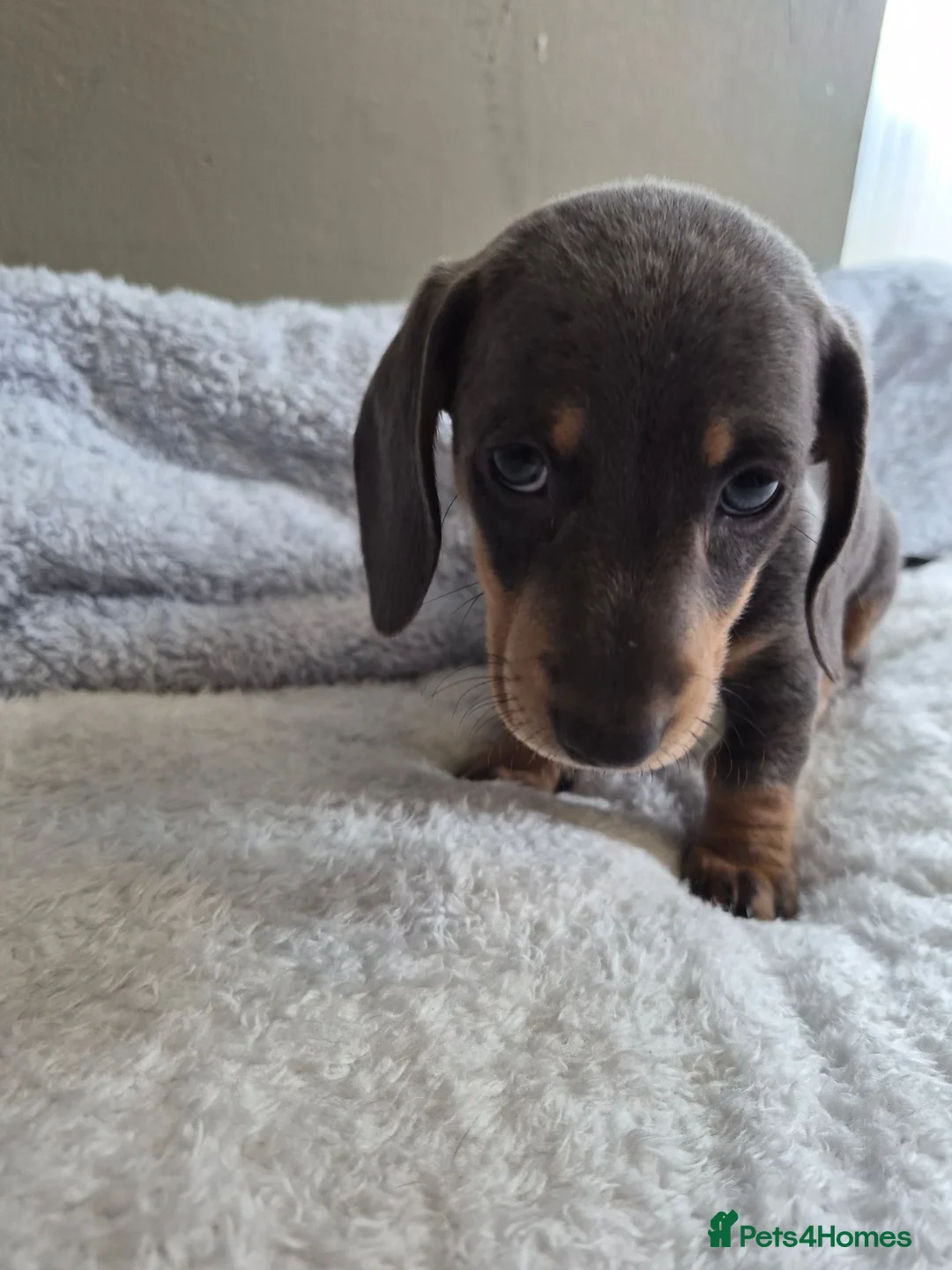 Miniature Dachshund dogs for sale: Miniature Dachshund puppies  in Barnsley - Advert 22