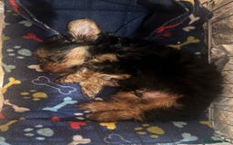 Yorkshire Terrier dogs for sale: Yorkshire Terrier  - Image 2