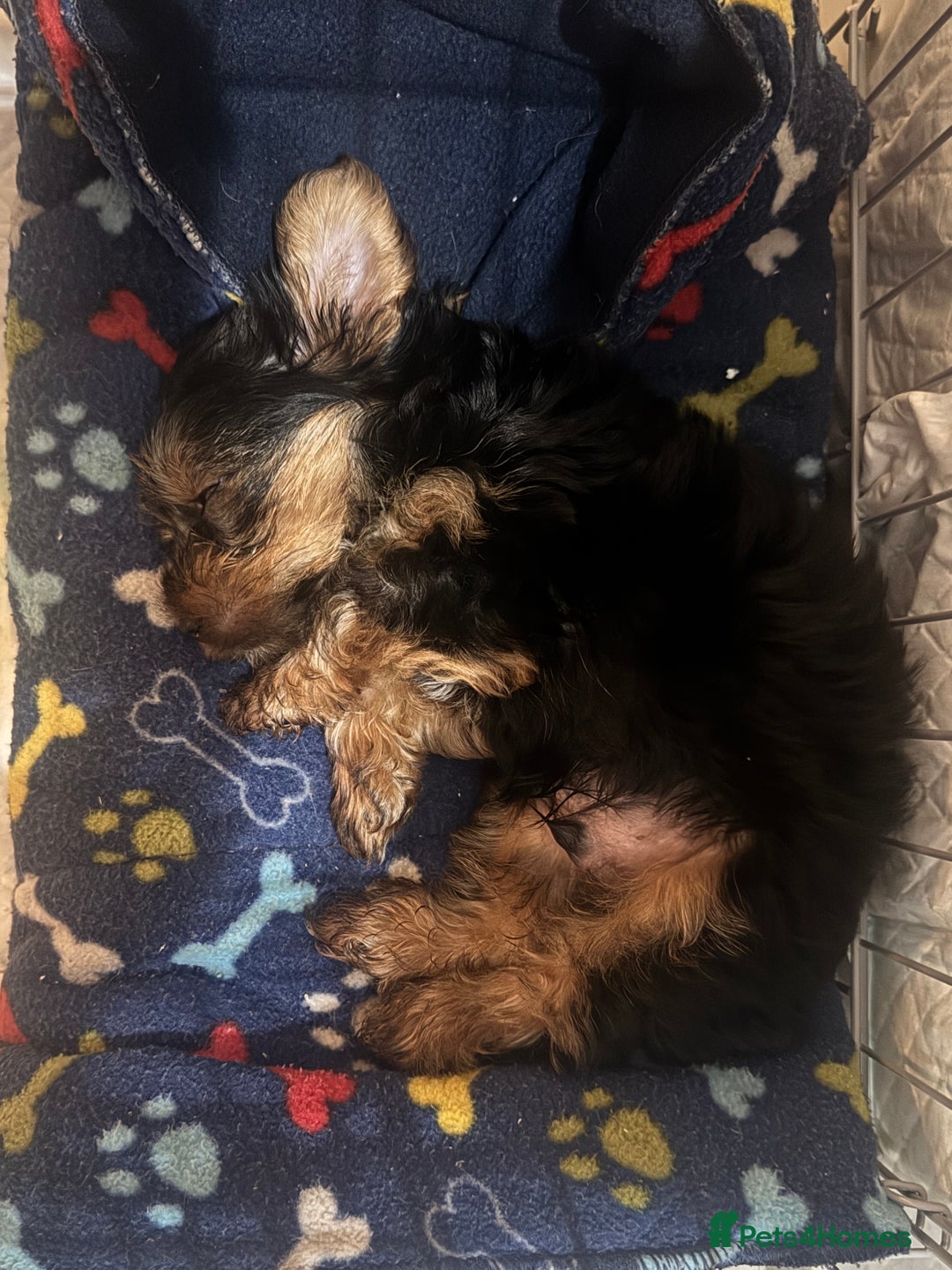 Yorkshire Terrier dogs for sale: Yorkshire Terrier  - Image 2