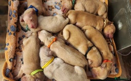 Golden Retriever dogs for sale: Meet our outstanding litter of Retriever puppies! - Advert 8