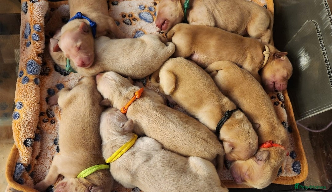Golden Retriever dogs for sale: Meet our outstanding litter of Retriever puppies! - Advert 8