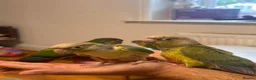 Conures birds for sale: Conure Hand Reared Babies Looking for new perches - Advert 6