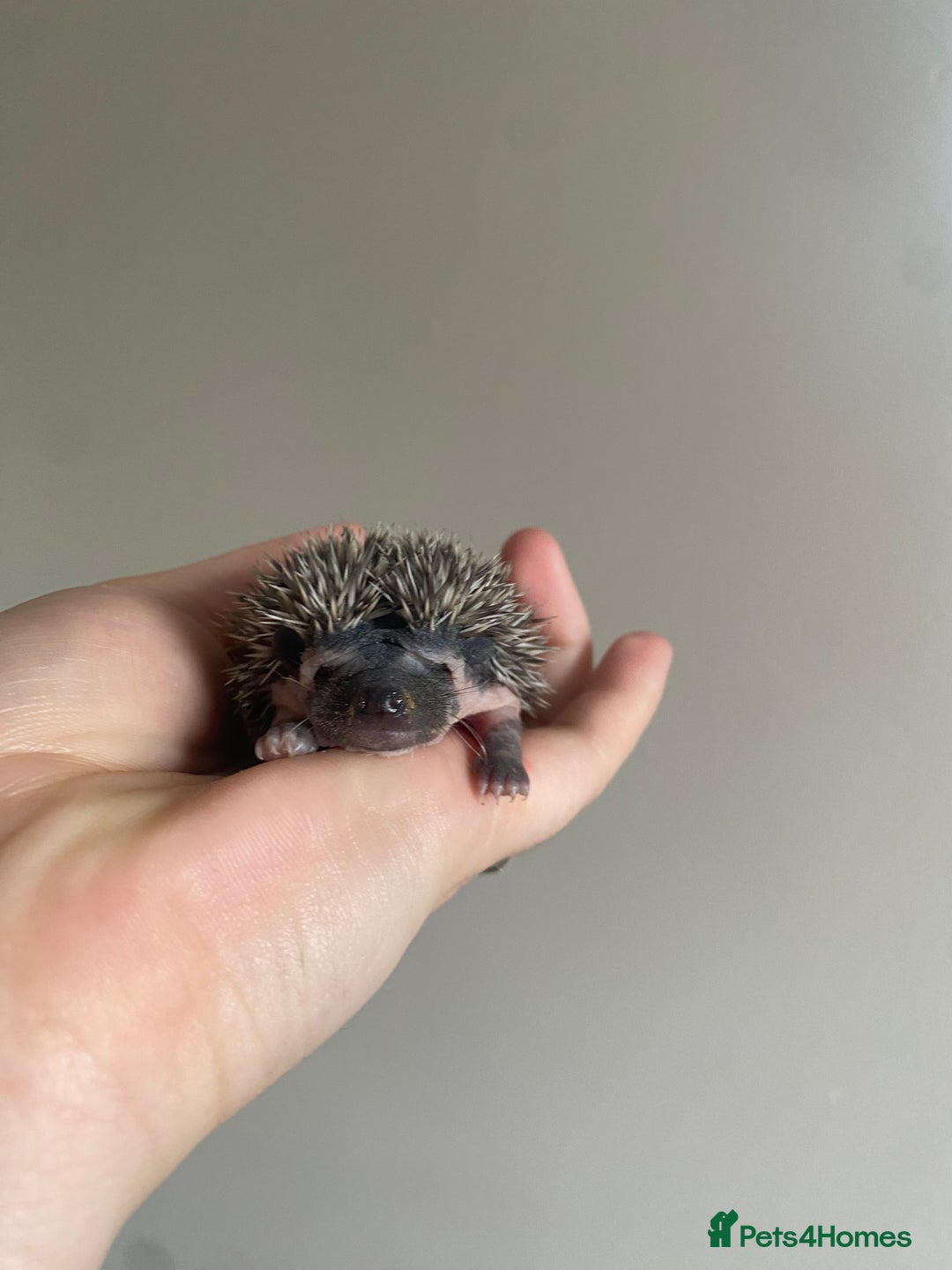 Pygmy Hedgehog rodents for sale: African Pygmy hoglet available to reserve  - Image 4