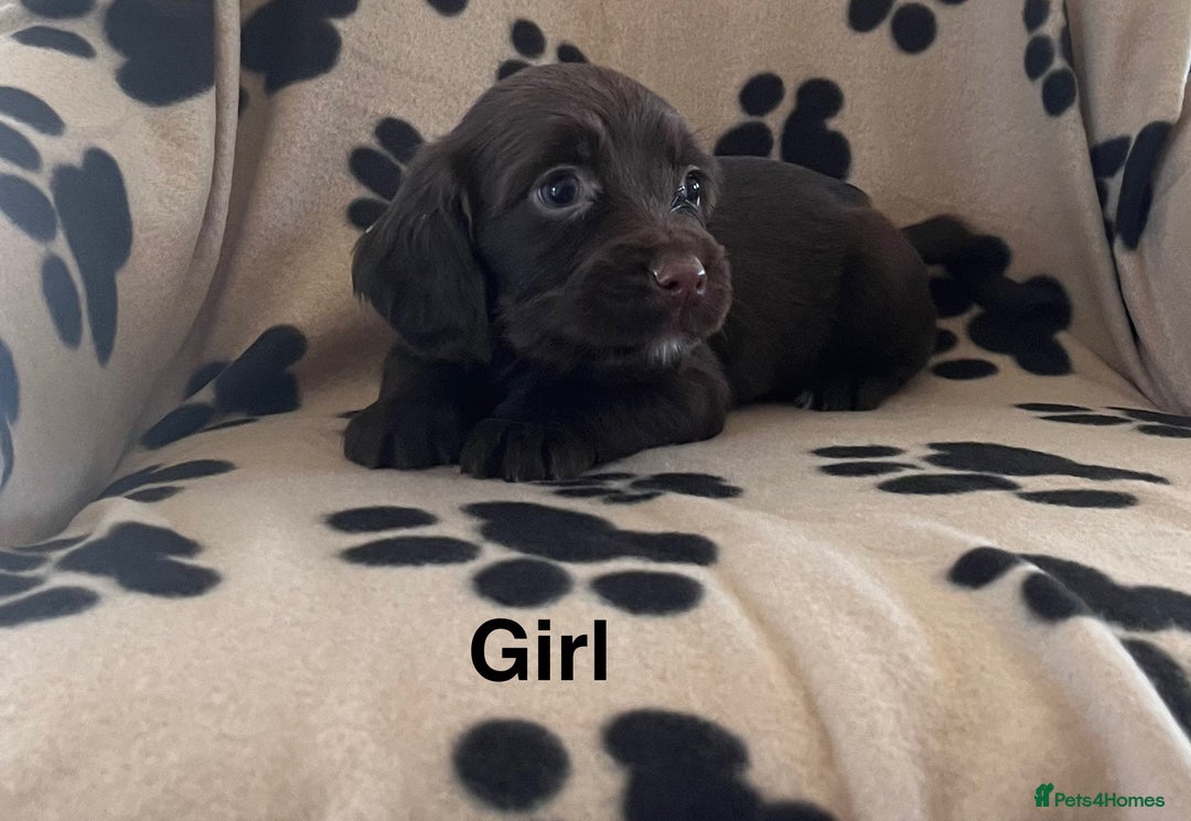 Sprocker dogs for sale: Sprocker Puppies - Image 2