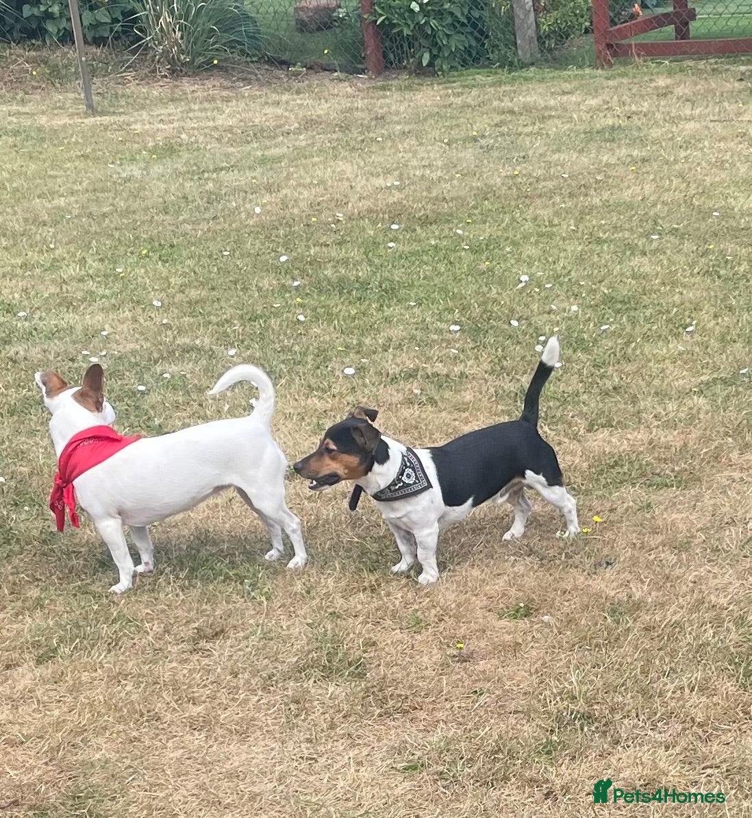 Jack Russell dogs Tri Coloured Jack Russell  - Advert 1